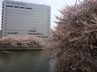 20120413-sakura.JPG