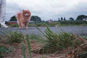小貝川沿いを散歩
